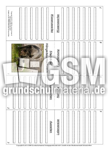 Faltbuch-Hängebauchschwein.pdf